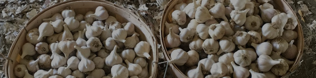 Garlic bulbs in basket